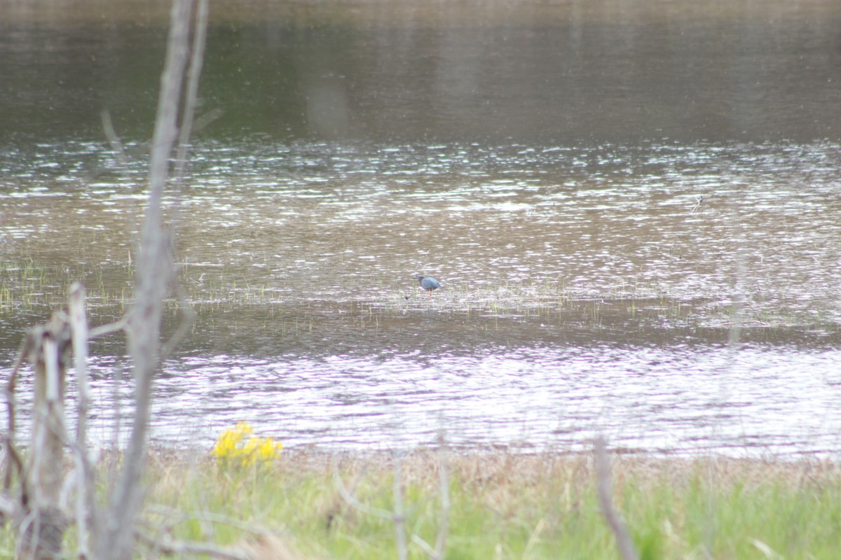 Green Heron - ML618697497