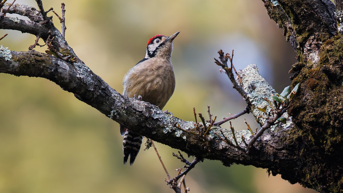 Himalayan Woodpecker - Hari K Patibanda