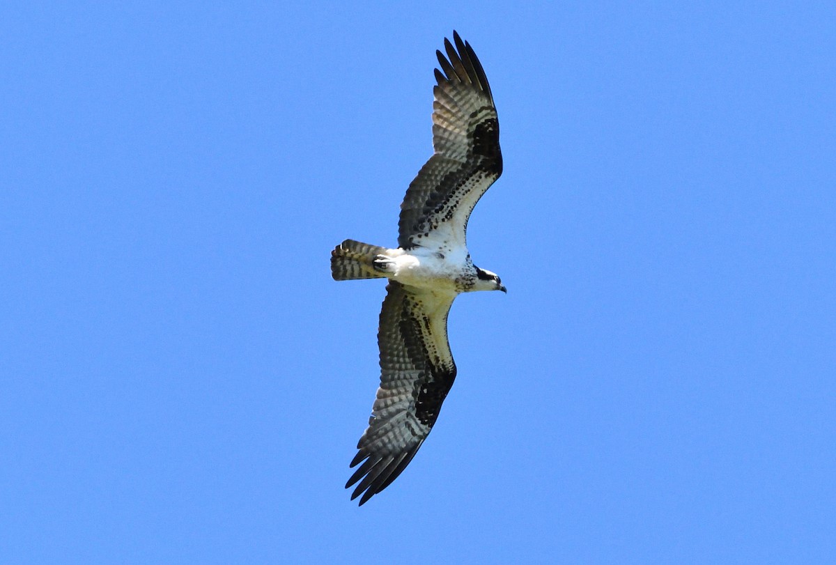 orlovec říční - ML618697569