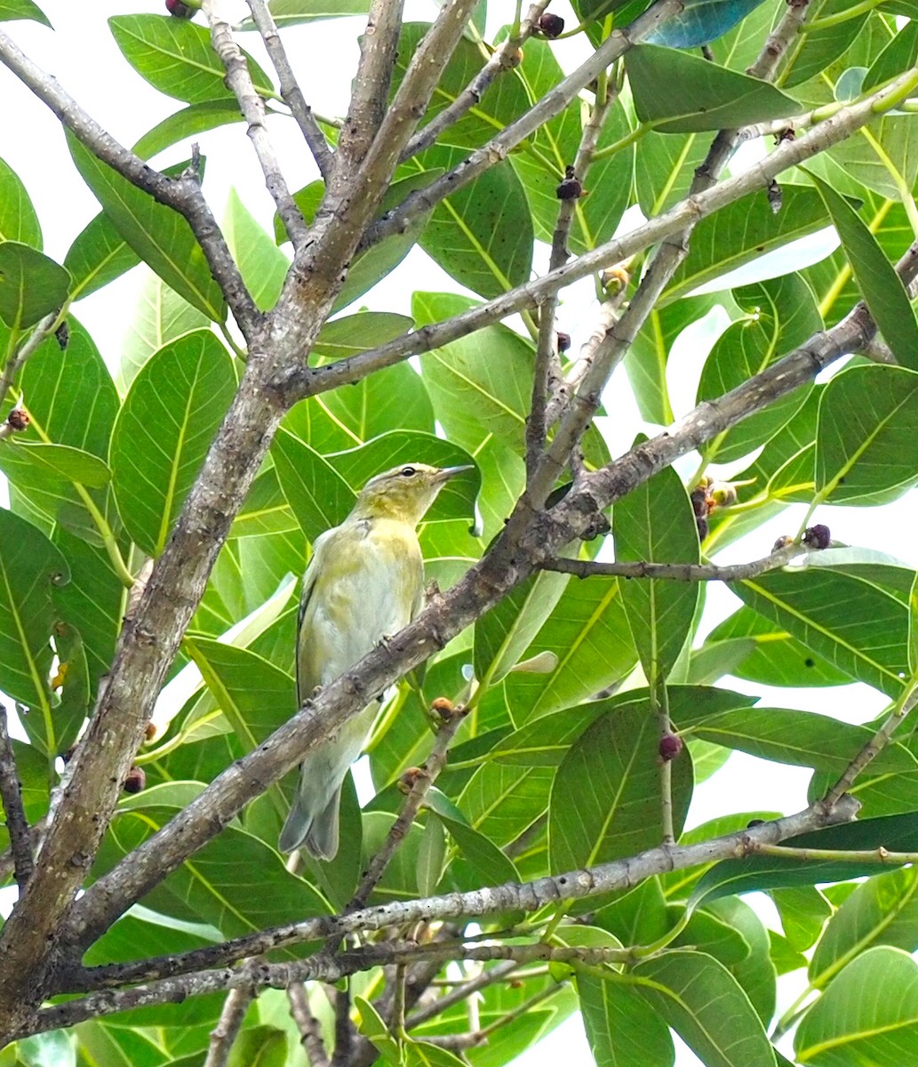 Tennessee Warbler - ML618697573