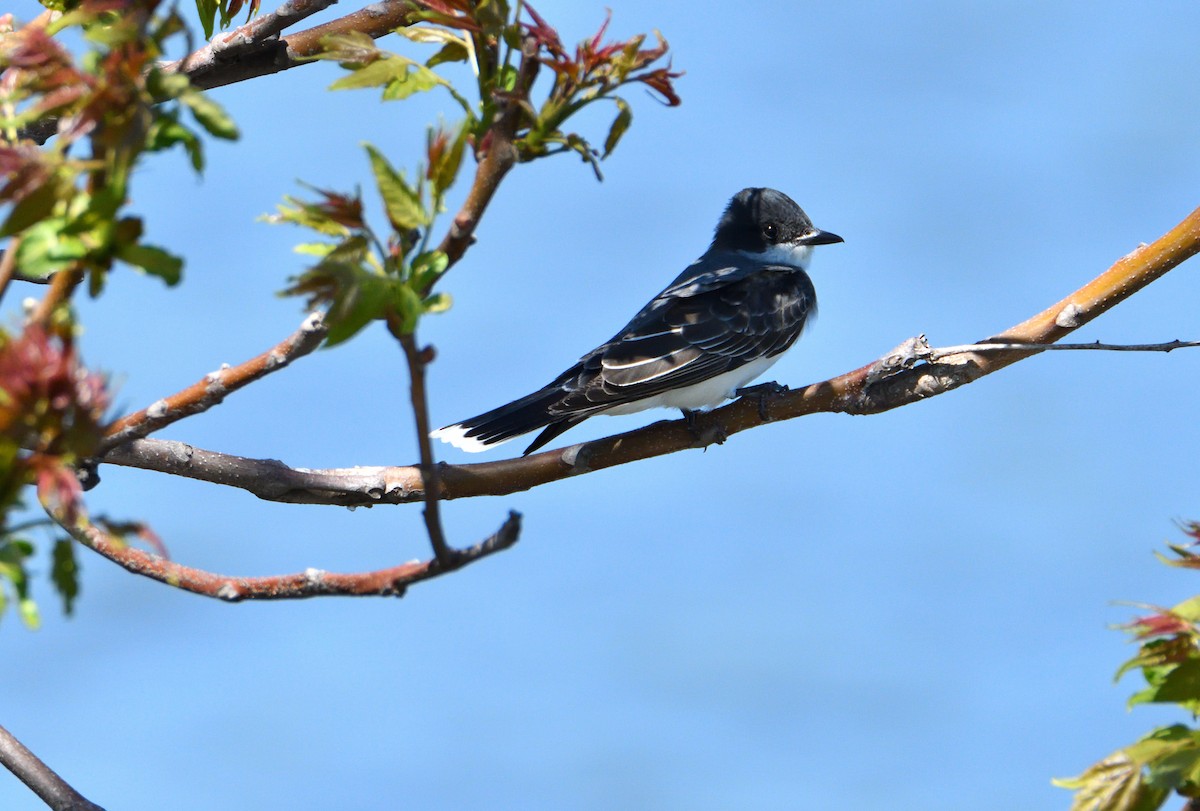 tyran obecný - ML618697576