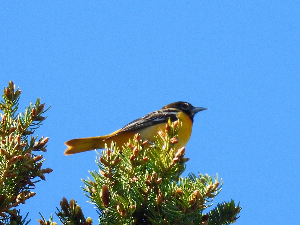 Baltimore Oriole - ML618697579