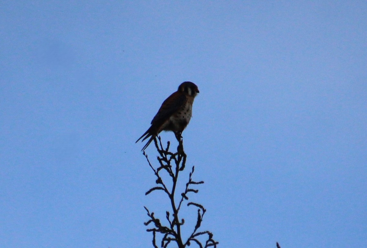 American Kestrel - ML618697588