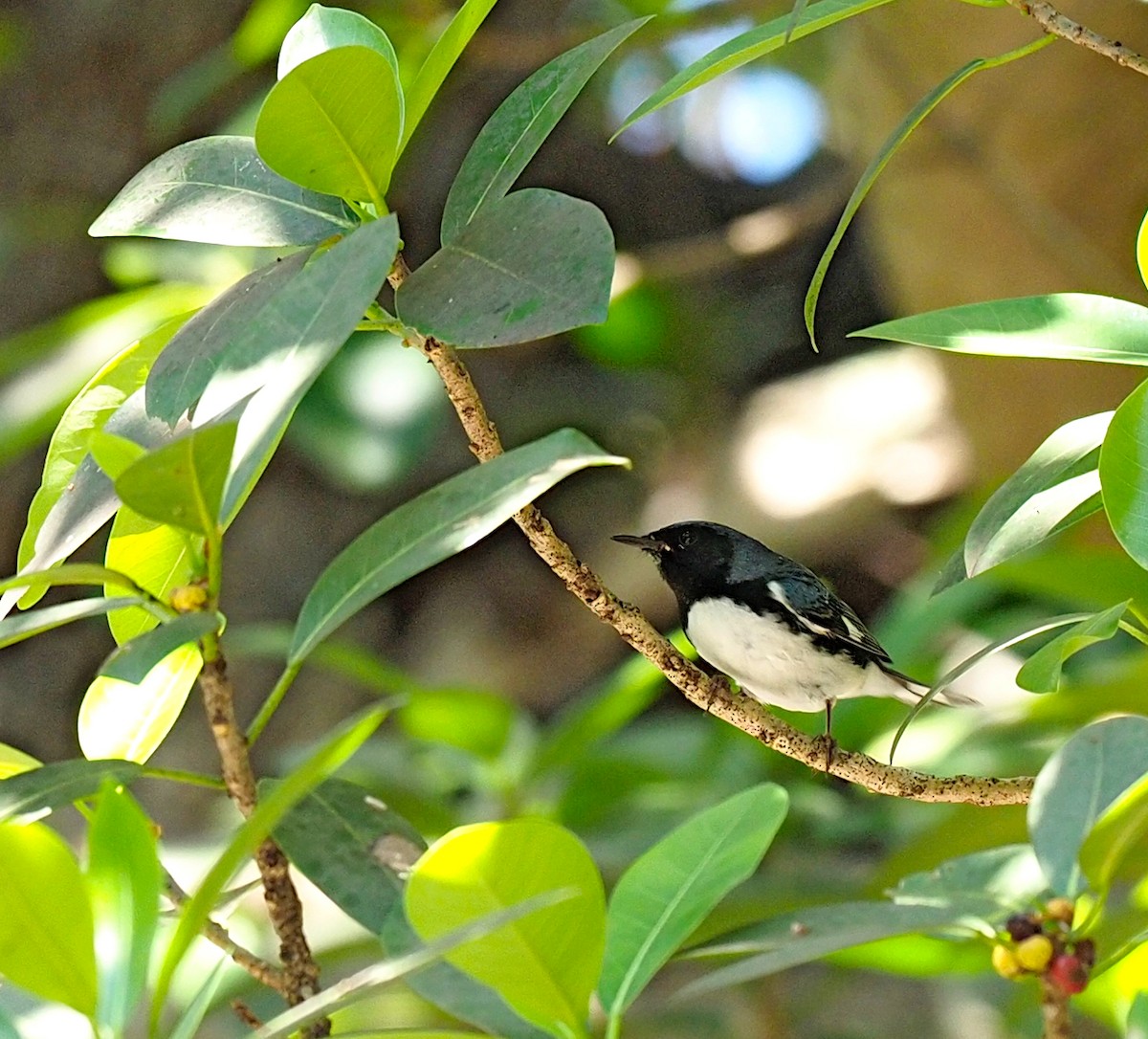 Black-throated Blue Warbler - ML618697597