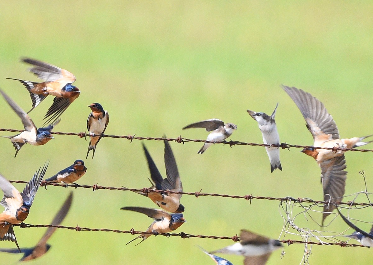 Bank Swallow - Elizabeth Hawkins