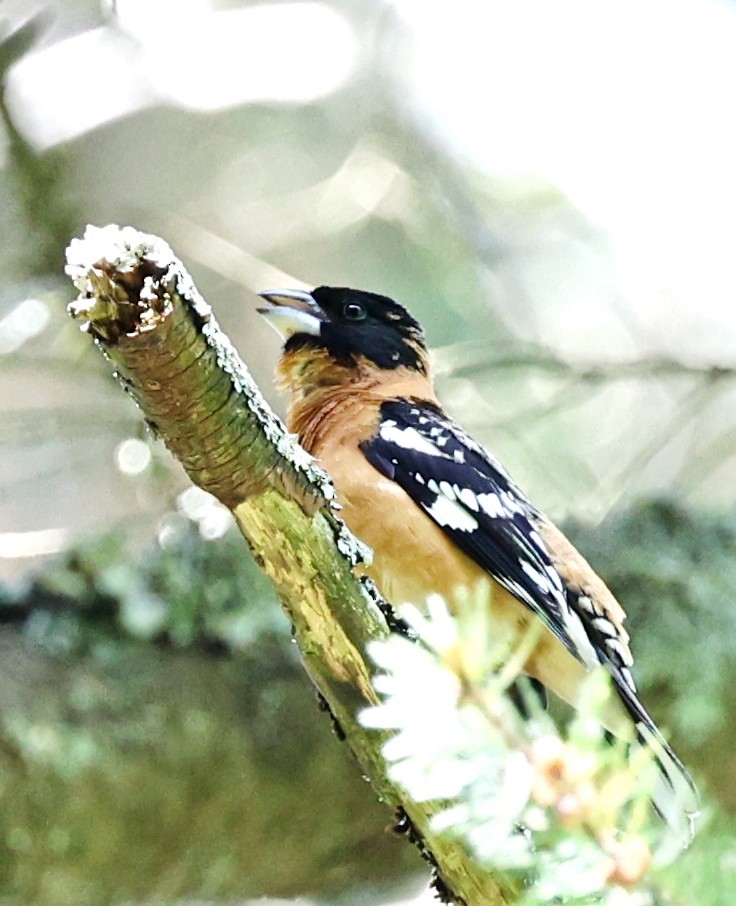 Black-headed Grosbeak - ML618697620