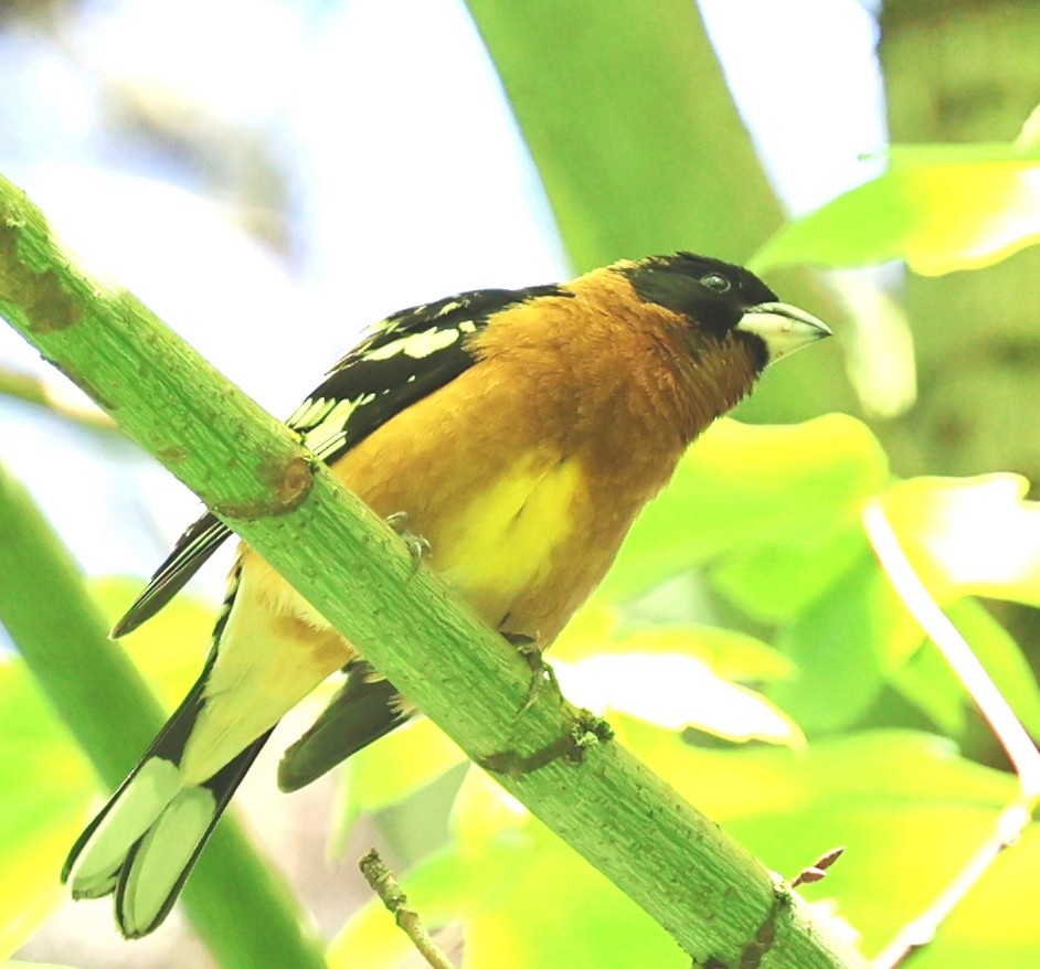 Black-headed Grosbeak - Dale & Margaret Raven