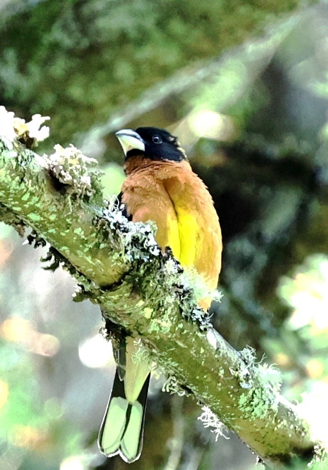Black-headed Grosbeak - ML618697622