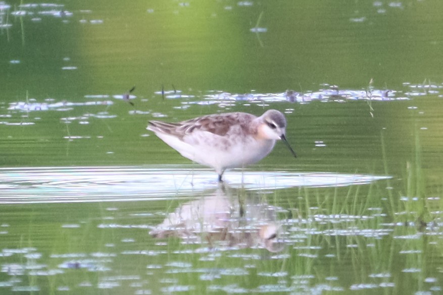 Wilson's Phalarope - ML618697627