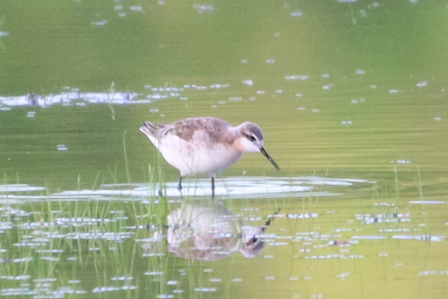 Wilson's Phalarope - ML618697628