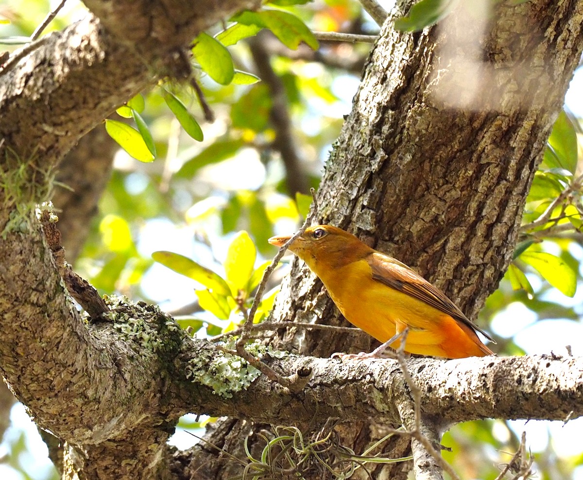 Summer Tanager - ML618697663