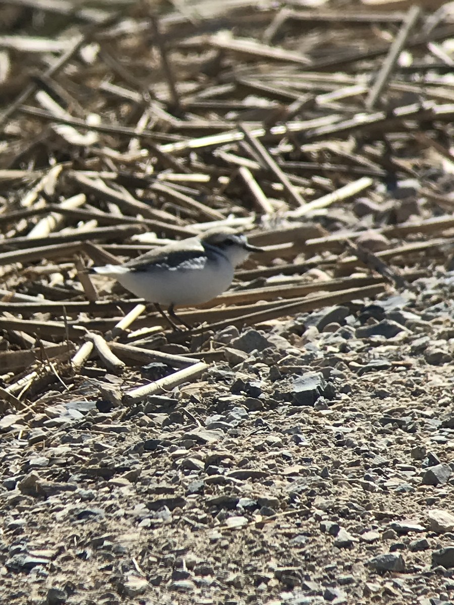 Snowy Plover - Scott Somershoe