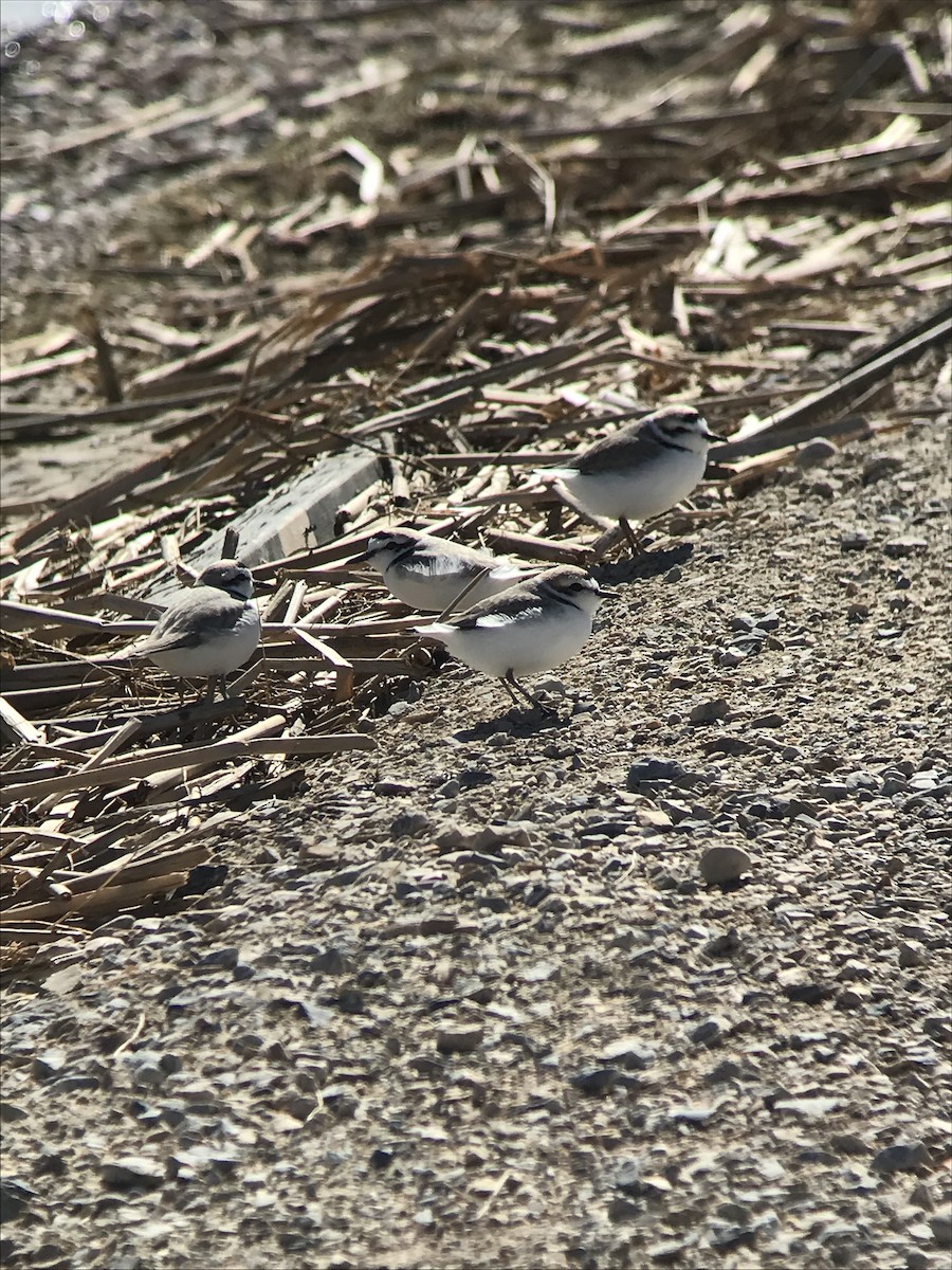 Snowy Plover - ML618697680