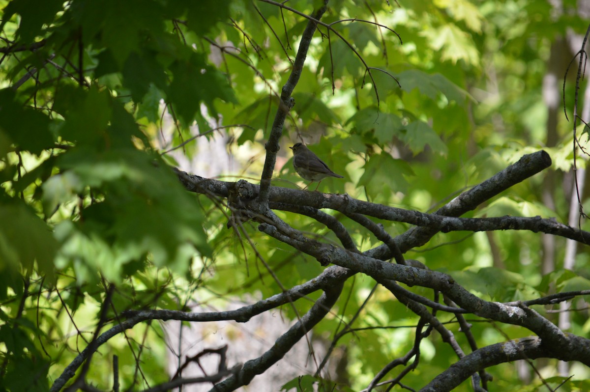 Swainson's Thrush - Justin Hageman