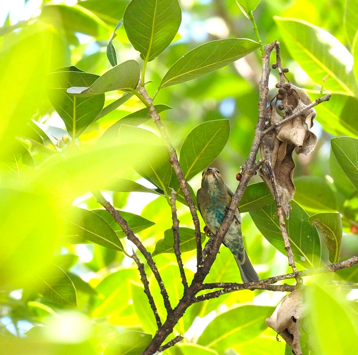 Passerin indigo - ML618697685