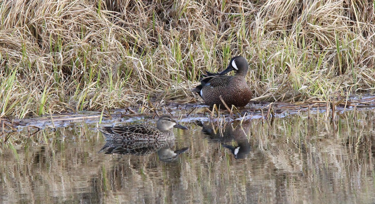 Blue-winged Teal - ML618697689