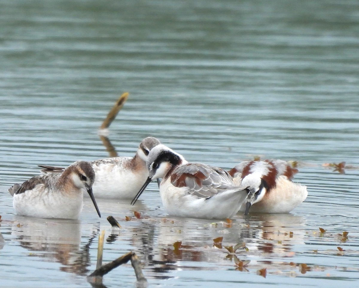 Wilson's Phalarope - Paul McKenzie