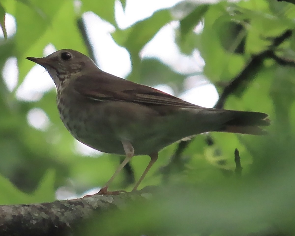 Gray-cheeked Thrush - ML618697699