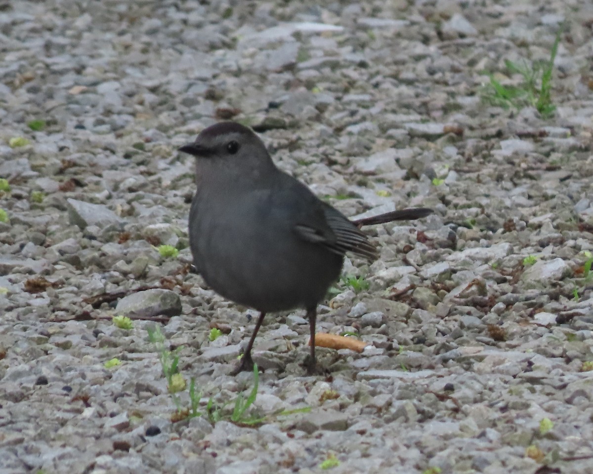 Gray Catbird - ML618697707