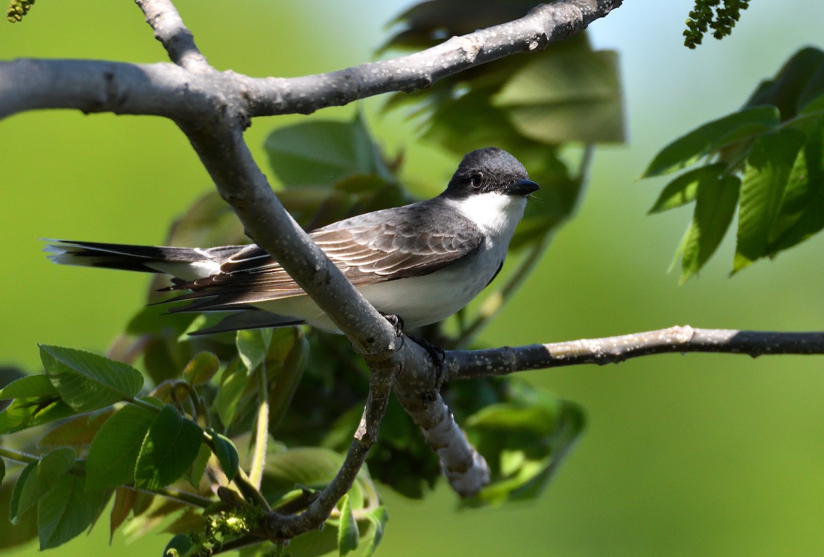 tyran obecný - ML618697709