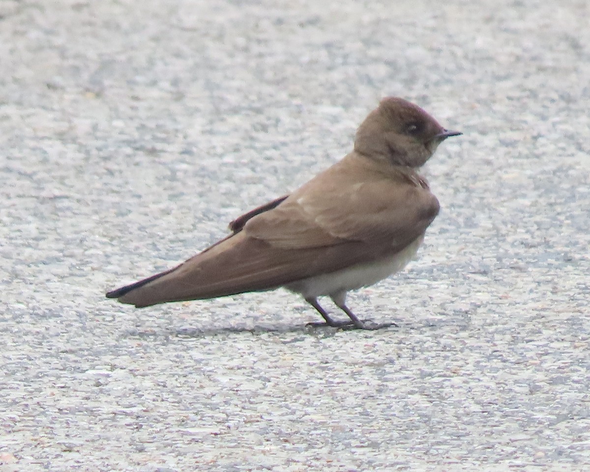Northern Rough-winged Swallow - ML618697714
