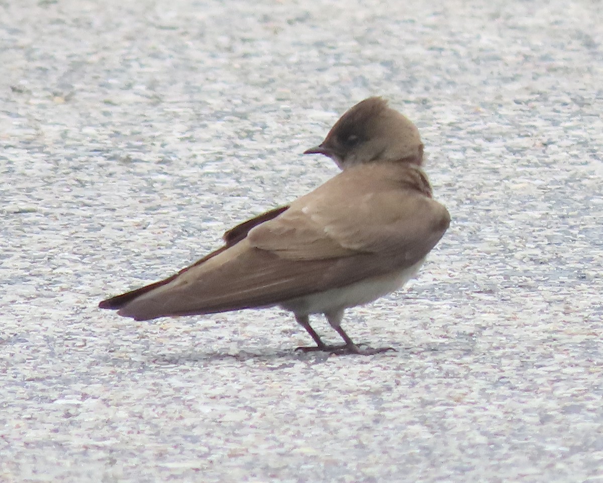 Northern Rough-winged Swallow - ML618697715