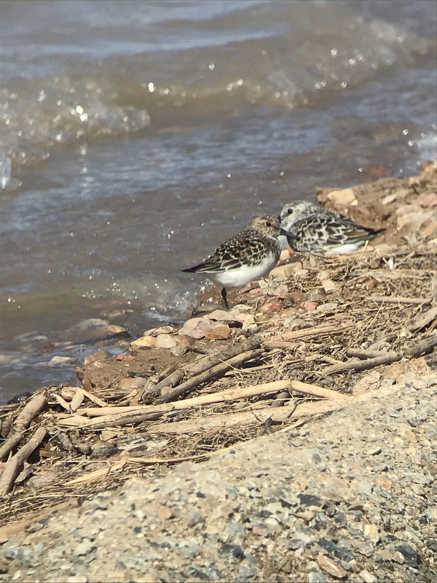 Bécasseau sanderling - ML618697721