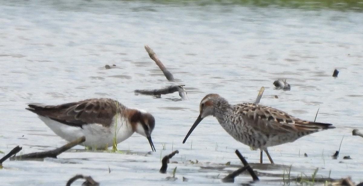 Stilt Sandpiper - ML618697723