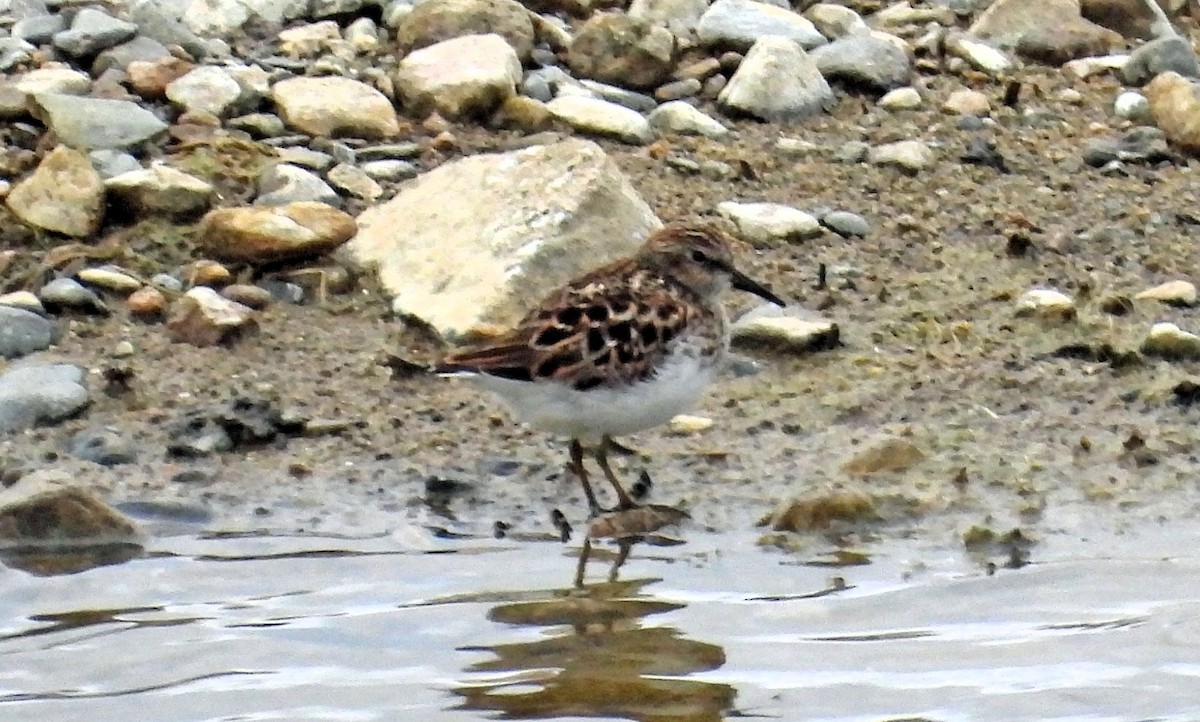 Wiesenstrandläufer - ML618697727