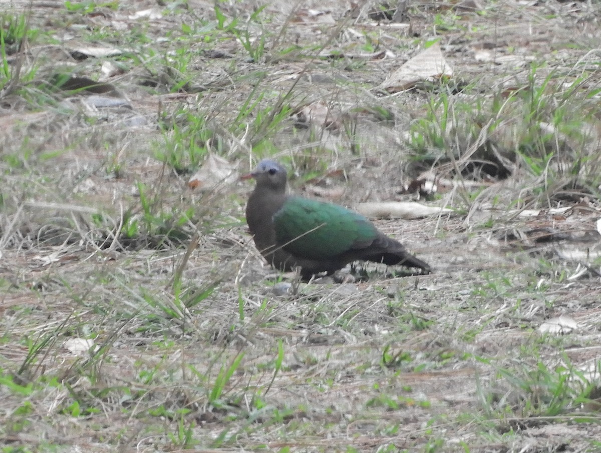 Asian Emerald Dove - Maureen Blackford