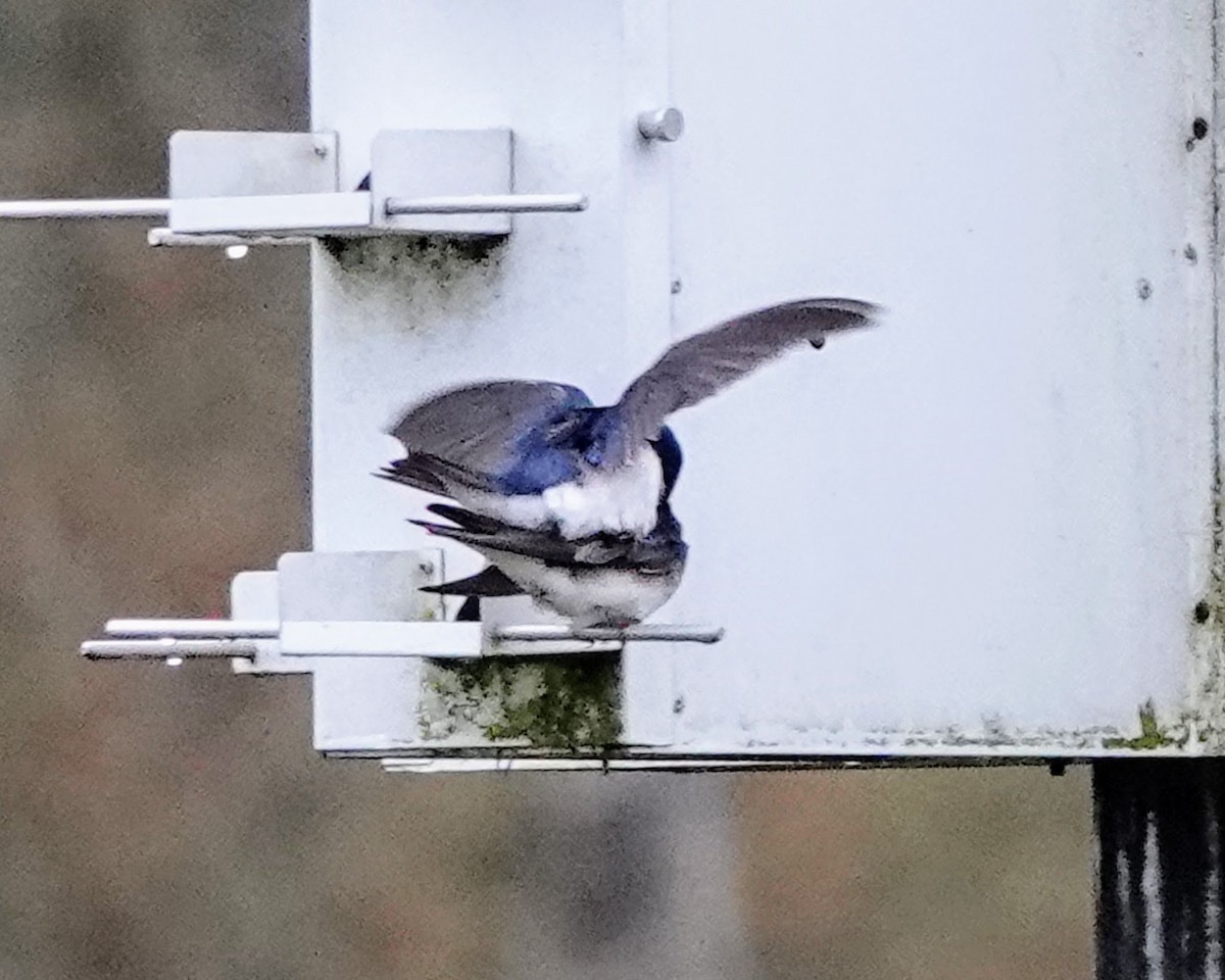 Tree Swallow - ML618697757