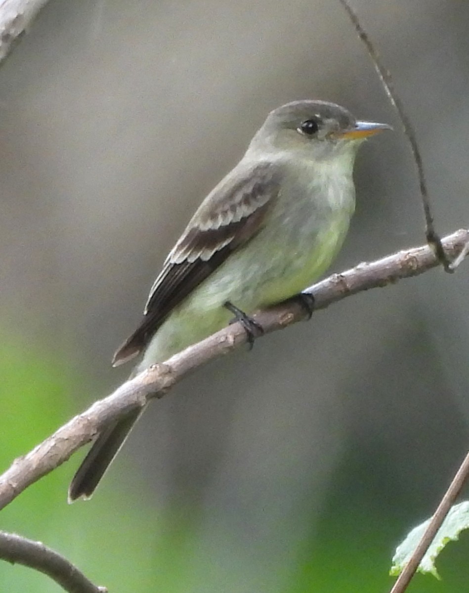 Eastern Wood-Pewee - ML618697761