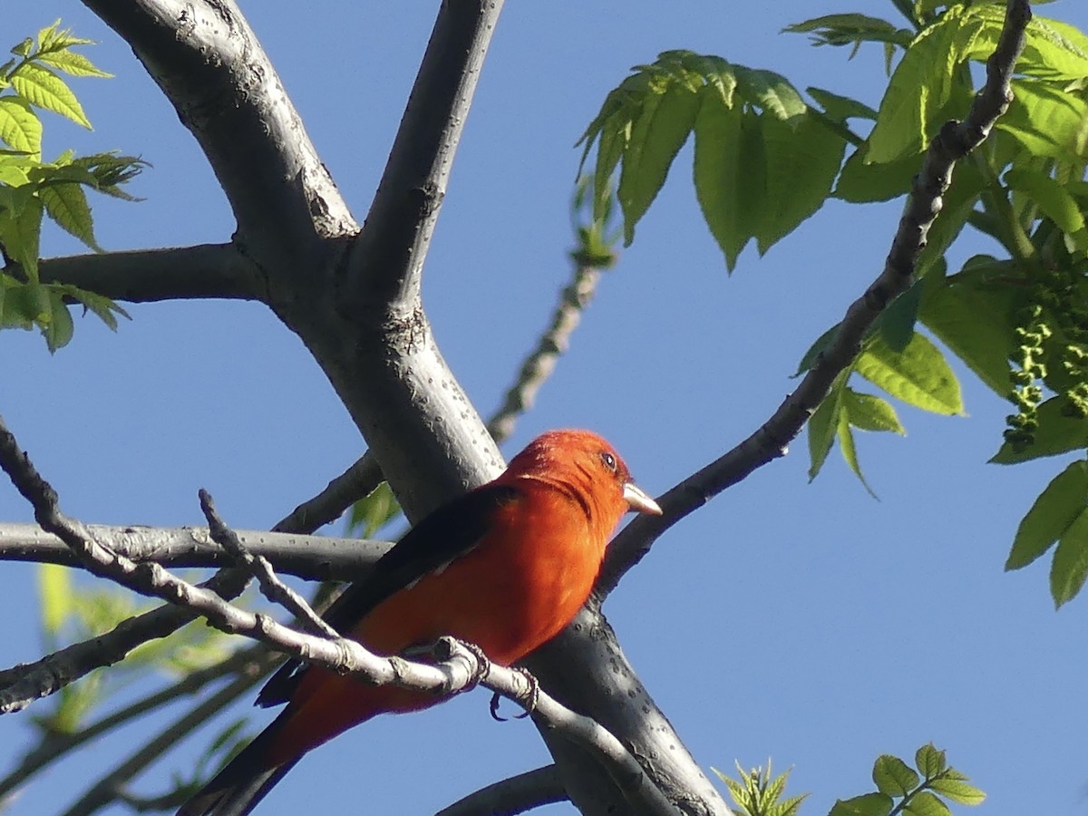 Scarlet Tanager - ML618697786