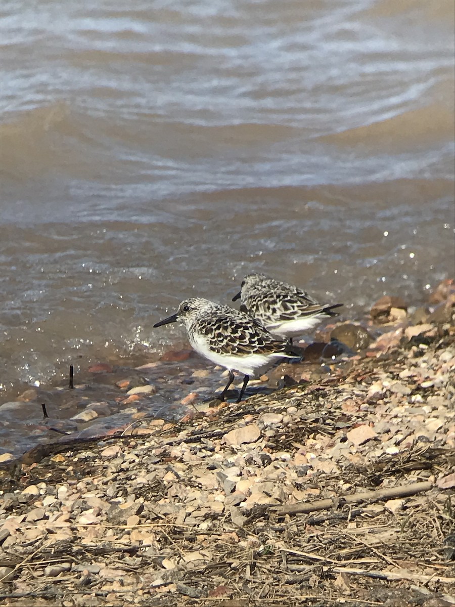 Sanderling - Scott Somershoe