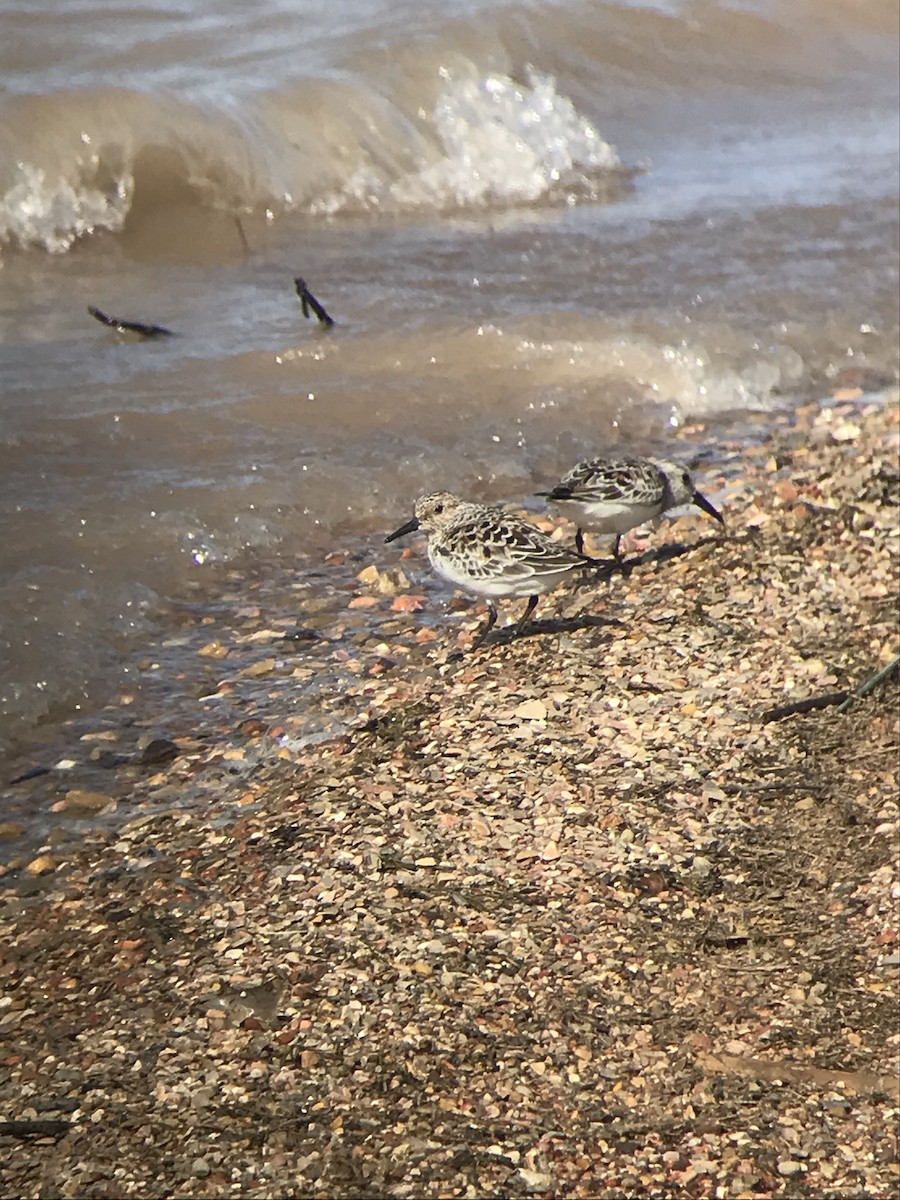 Sanderling - Scott Somershoe