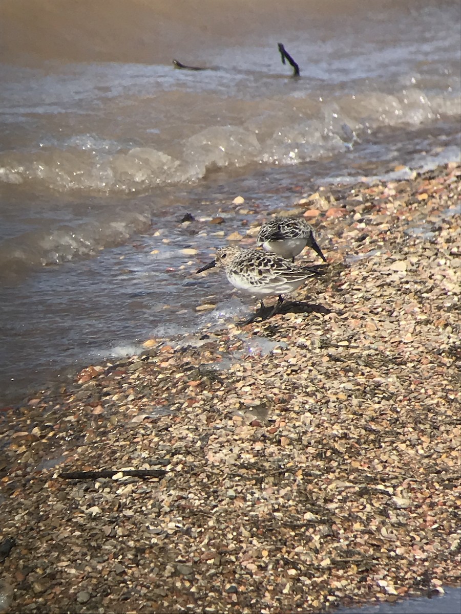 Bécasseau sanderling - ML618697793