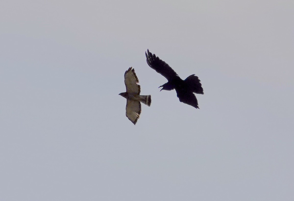 Broad-winged Hawk - Byron Hukee