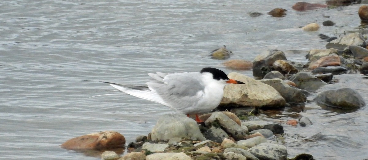 Forster's Tern - ML618697800