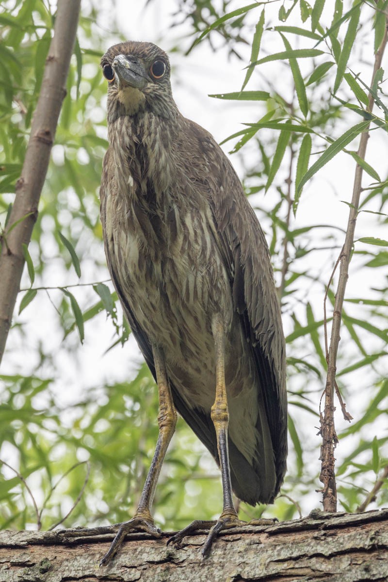 Yellow-crowned Night Heron - ML618697825