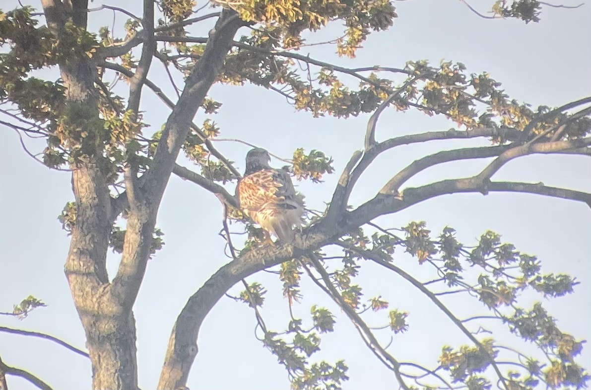 Ferruginous Hawk - ML618697827