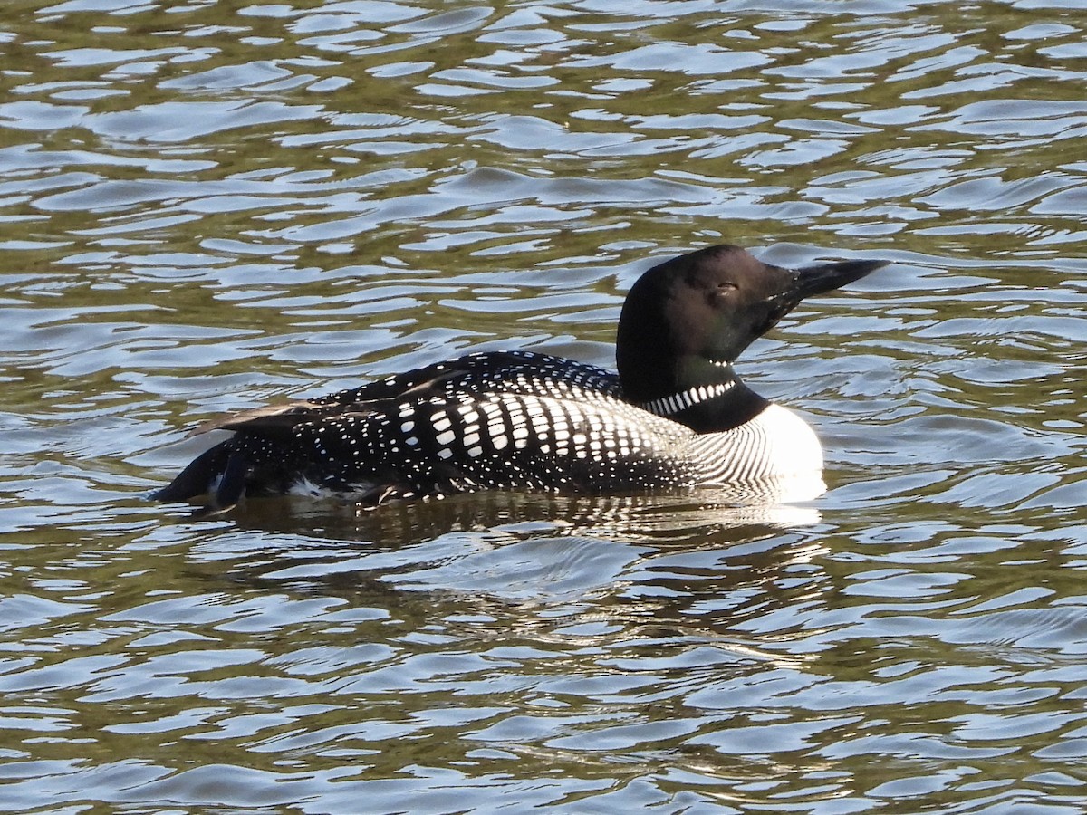 Common Loon - MIck Griffin