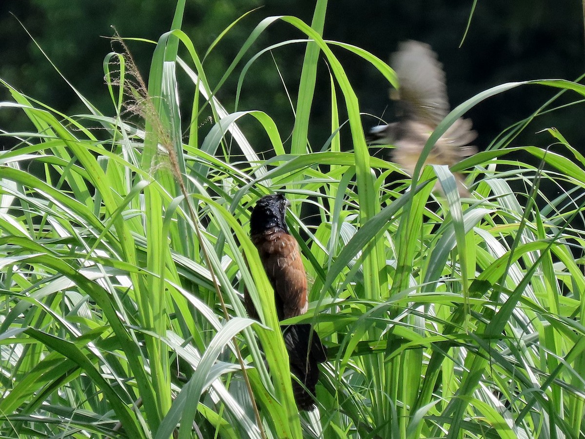 Lesser Coucal - 竹雞 劉