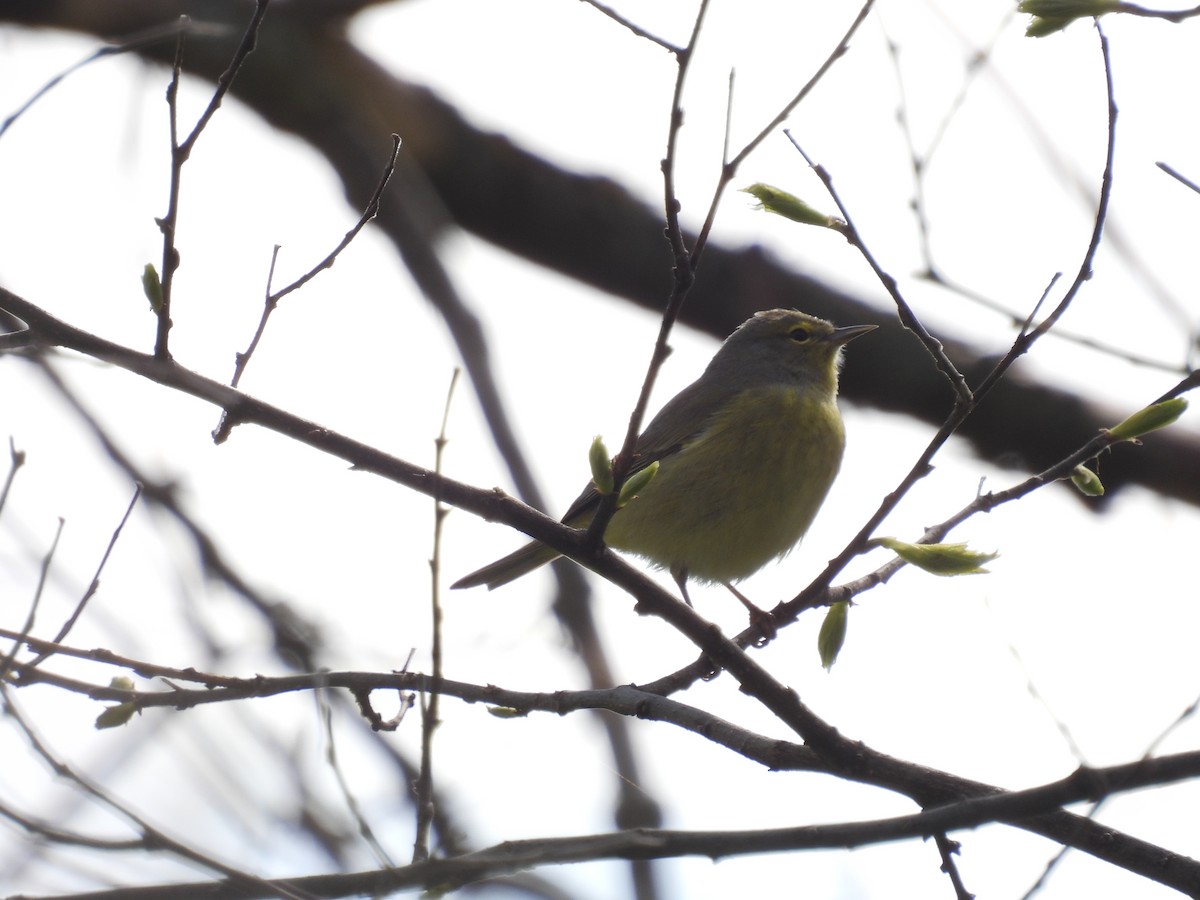 Orange-crowned Warbler - Paul & Koni Fank