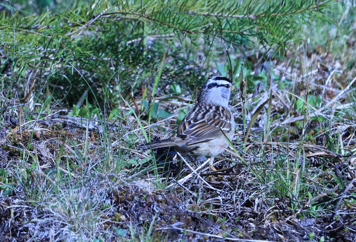 White-crowned Sparrow (pugetensis) - Edward Pullen