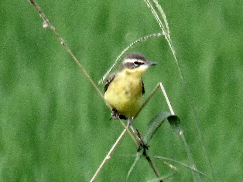 Eastern Yellow Wagtail (Eastern) - ML618697907