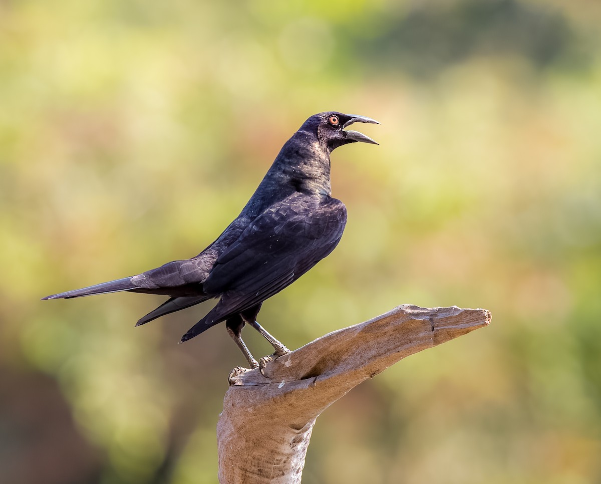 Giant Cowbird - ML618697913