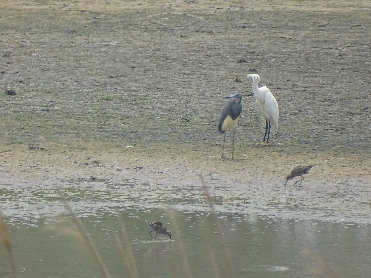 Tricolored Heron - ML618697943