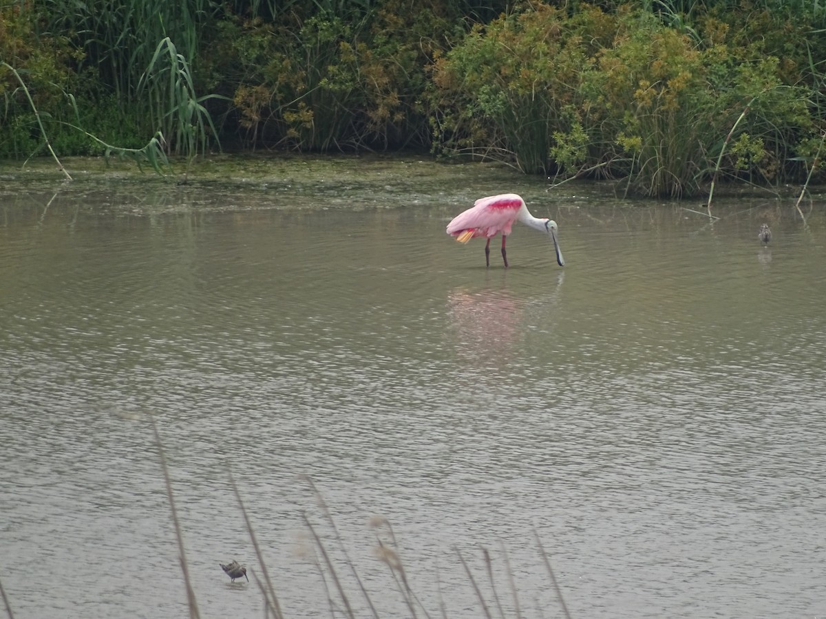 Roseate Spoonbill - ML618697946