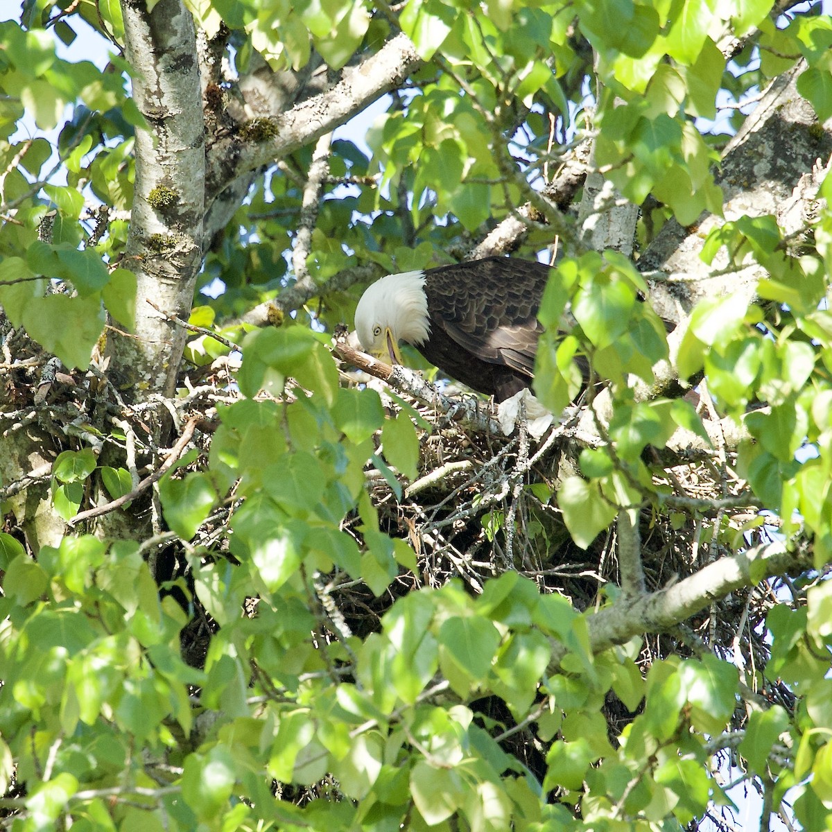 Bald Eagle - ML618697949