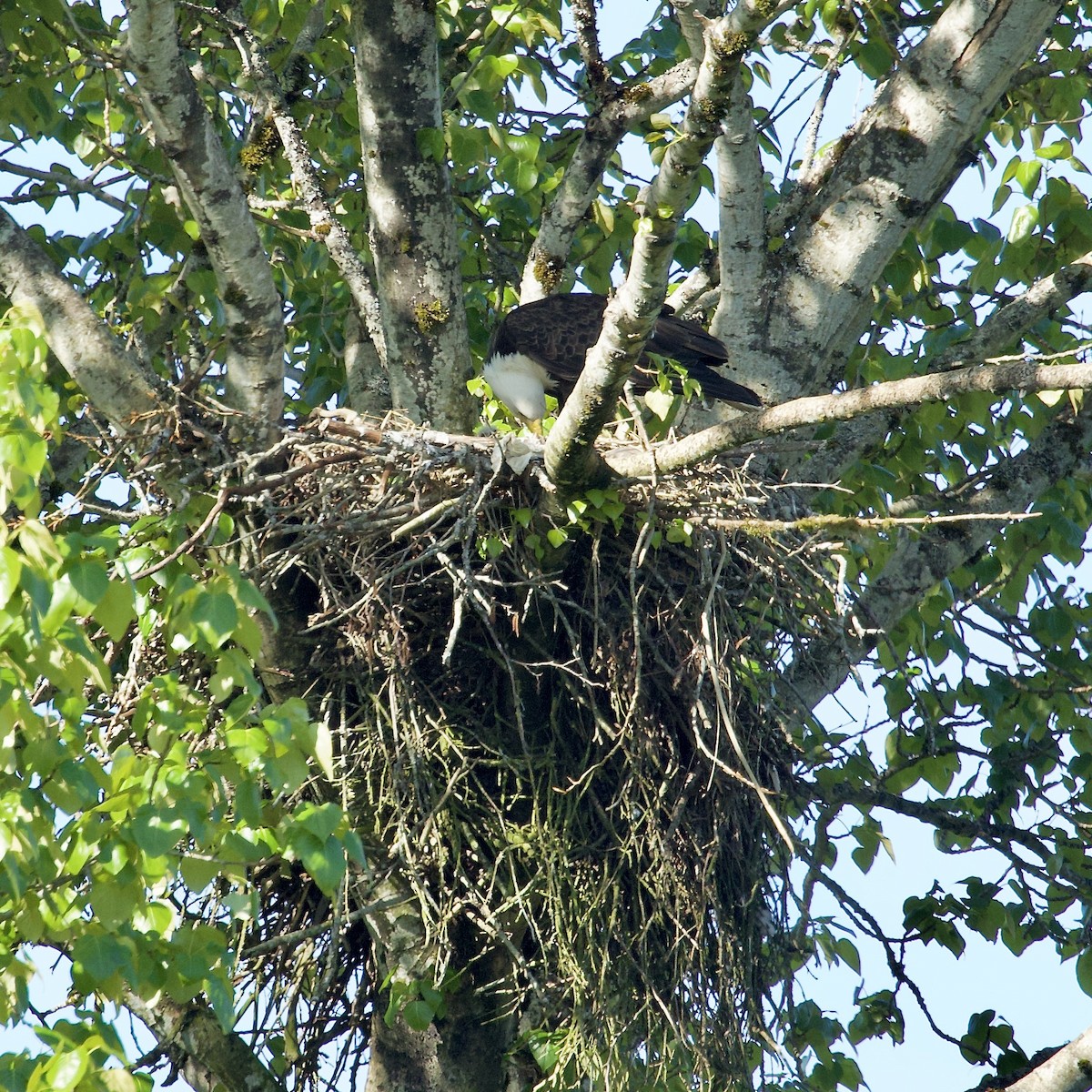 Bald Eagle - ML618697950